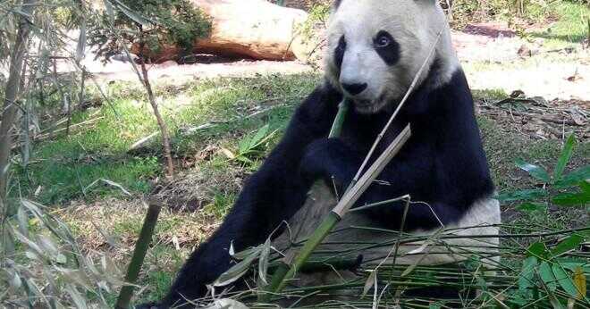 Hur brukar du en baby bamboo växt?