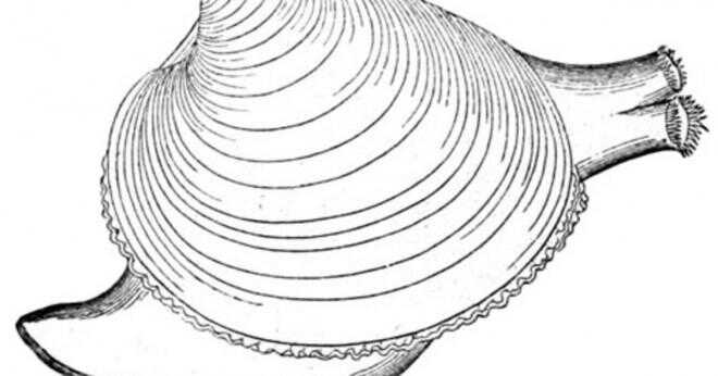 Vilken typ av cirkulationssystemet musslor och snäckor har?
