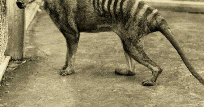 Hur många thylacines är deras?