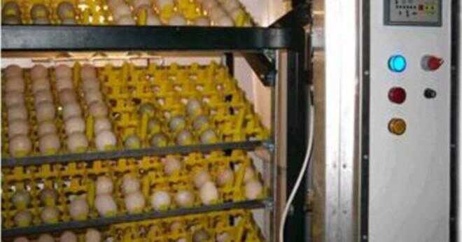 Föredrar kycklingar lägga ägg på mörka platser?