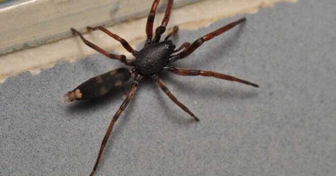 Vad för slags spindel har en svart kropp med vit prick?