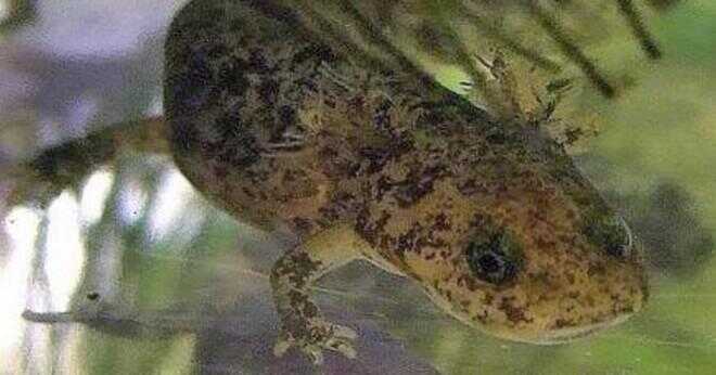 Äter salamandrar småfisk?