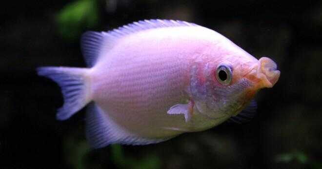 Hur berättar du en flicka tropisk fisk från en pojke tropisk fisk?