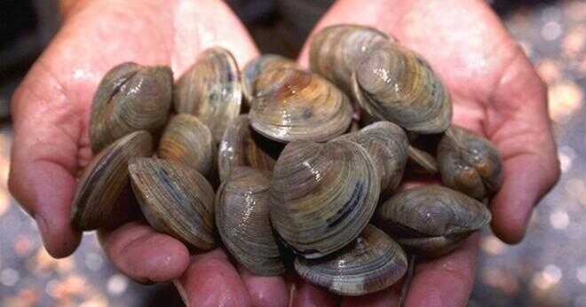 Bor musslor i sötvatten eller saltvatten?