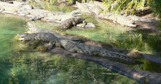 Hur andas saltvatten krokodiler?