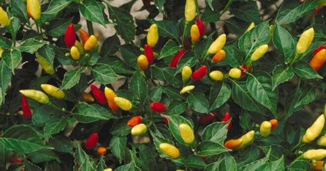 Behöver habanero chili växter gödselmedel före eller efter frön har grott?