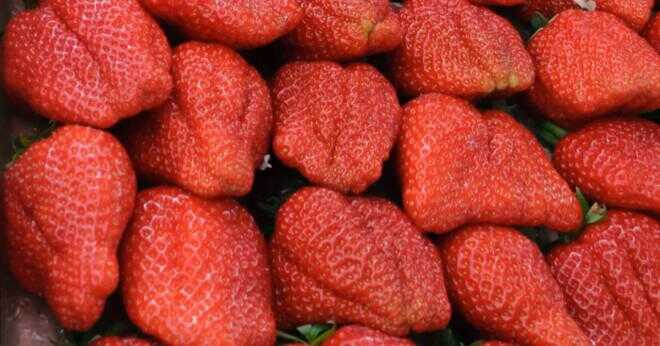 Vad är modern användning av jordgubbar?
