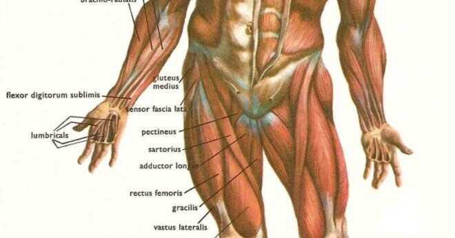 Vilka muskler som används i en rugby pass?