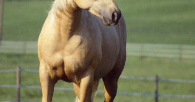 Vad heter håret på en häst?