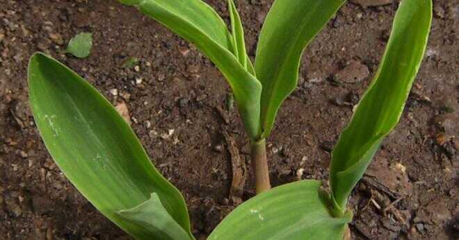 Hur lång tid tar det för en majs växt att växa?