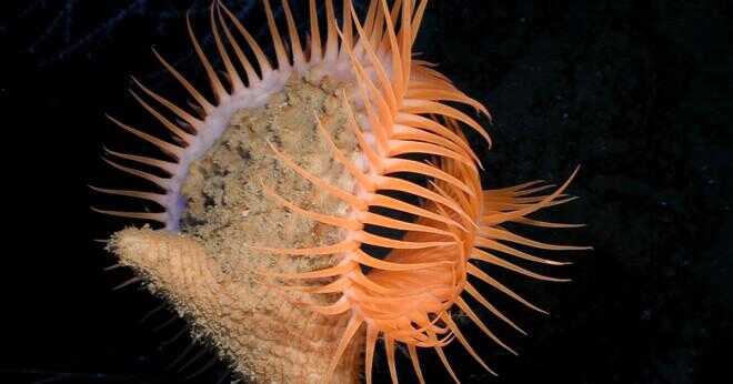 Vad cnidarians använder sina tentakler för?