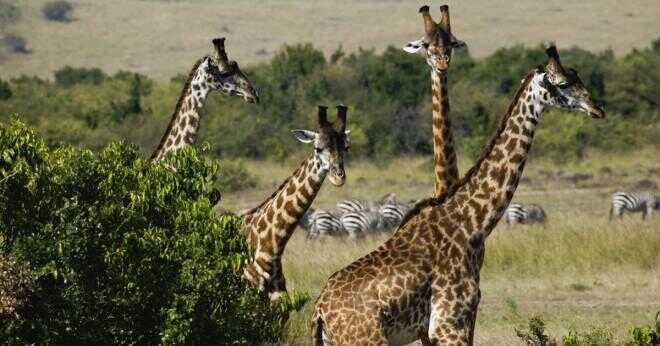 Har giraffer ögonfransar?