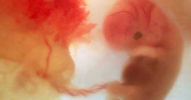 På vilka utvecklingsstadier bör jag kunna skilja en protostome embryo från en deuterostome embryo?