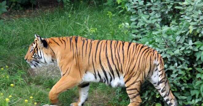 Hur många typer av tigrar finns det i världen och vad är deras namn och var de bor?