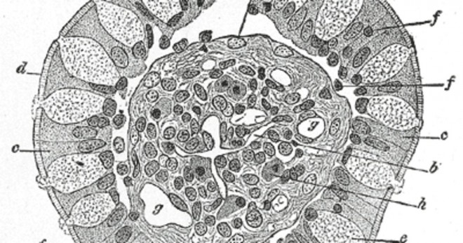 Finns bägare celler med cilierade pseudostratified columnar epitel?