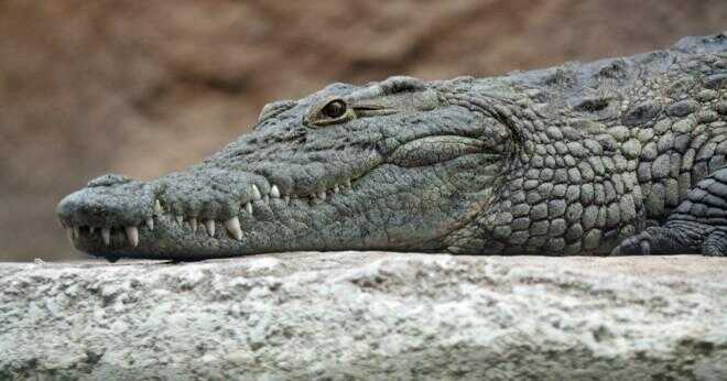 Är en krokodil ett ryggradsdjur?