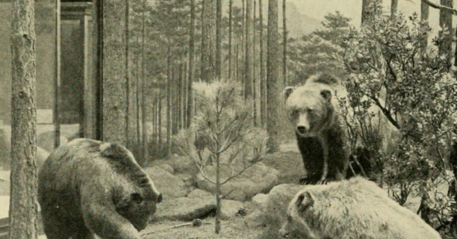 Är en grizzly Björn Vall djur?