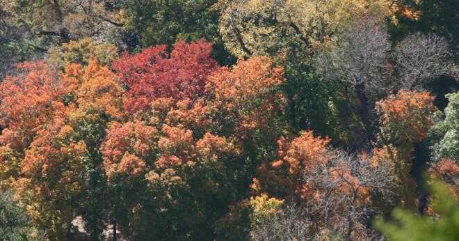 Vad händer när lövträd blad falla av och de ändrar färger?