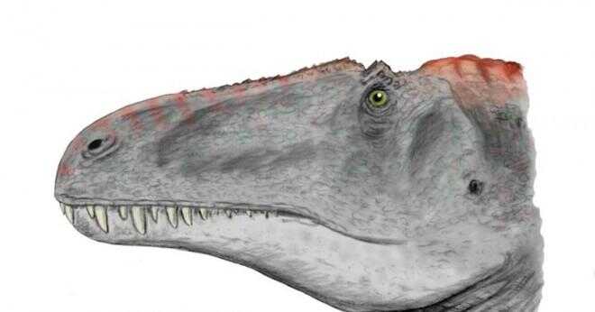 Vad tyder på förekomsten av dinosaurie fotavtryck i ett område där ingen dinosaurie ben hittades?