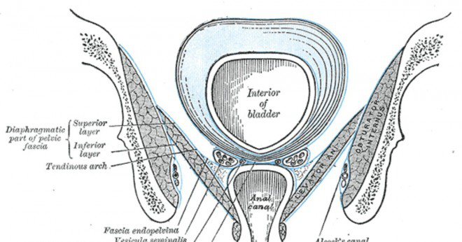 Efter att spermierna produceras de lagras i ett rör på den yttre surfece av testiklarna?
