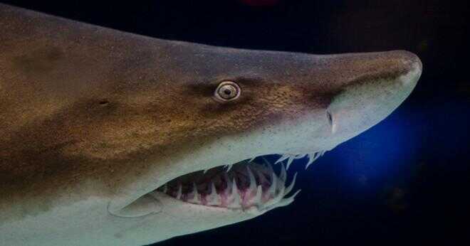 Hur är valhajar och bulta hajar samma?