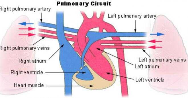 Vilka pumpar blodet till lungorna?