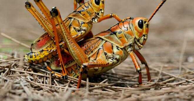 Vilken typ av blad äter grasshopper?