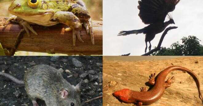 Vad djuren utvecklats från arter av groddjur?