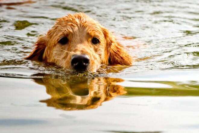 Bra simning Tips för hundar