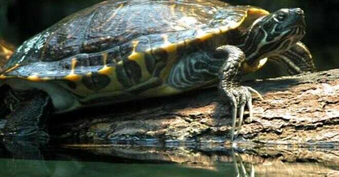 Hur länge kan gul buk sköldpaddor gå utan uv ljus?