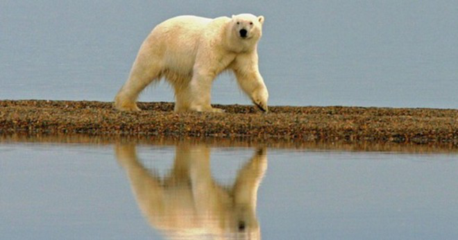 Varför reser isbjörnar långa sträckor?