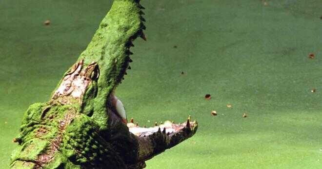 Är Nilen krokodil rädd något annat djur?