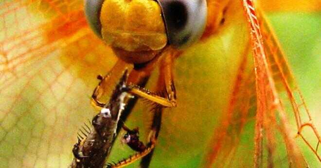 Vad är det vetenskapliga namnet för den gröna darner dragonfly?