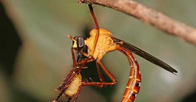 Äter praying mantises grodor?