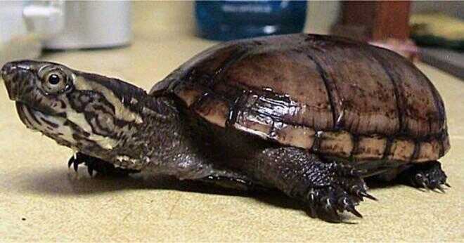 Hur länge kan mysk sköldpaddorna leva?