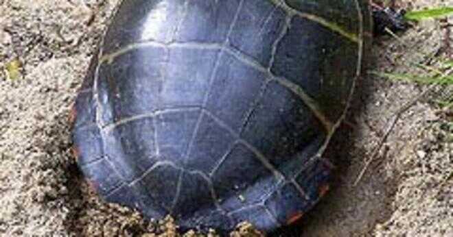 Vilken färg är en fästning sköldpaddor skal?
