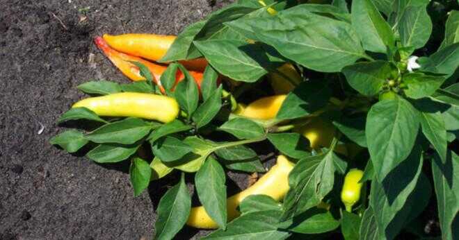 När är bästa tiden att plantera paprika?