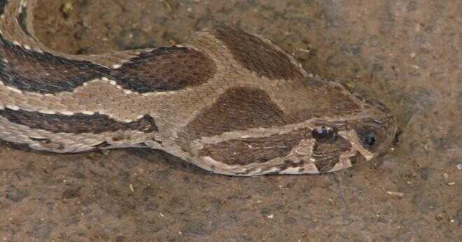 Kan du nämna några giftiga ormar i Gujarat?