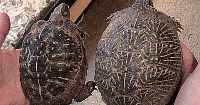 Är målad sköldpaddor allätare?