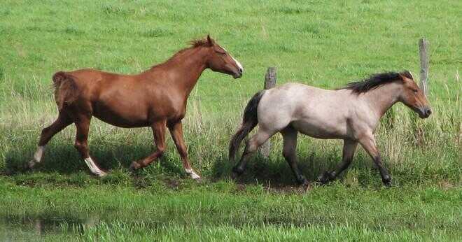 Har du en full acre till har en miniatyr häst?