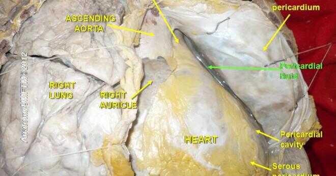 Dubbla lager membran på utsidan av hjärtat?