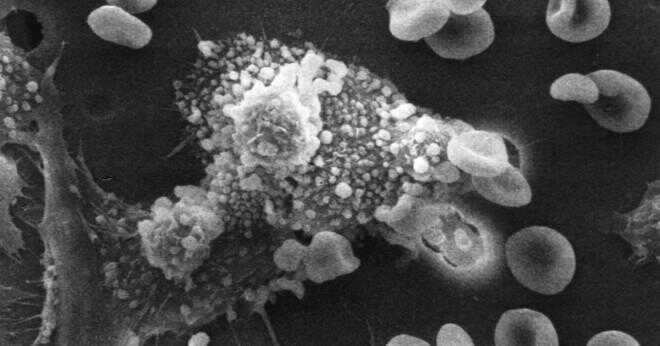 Hur immunsystemet skiljer mellan jaget och icke själv i samband med virus?