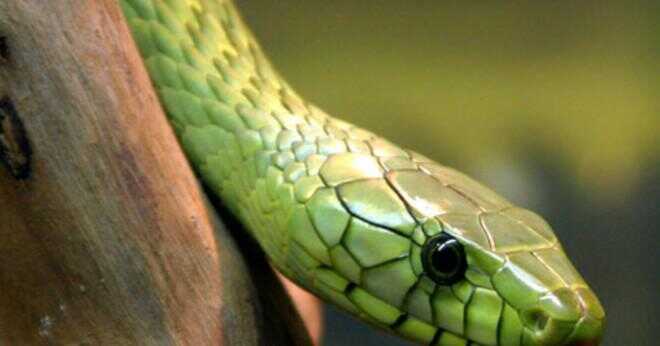 Där har en grön mamba orm leva?