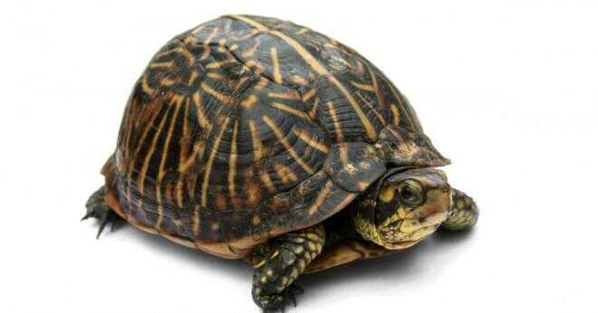 Hur vet du en box sköldpaddor ålder?