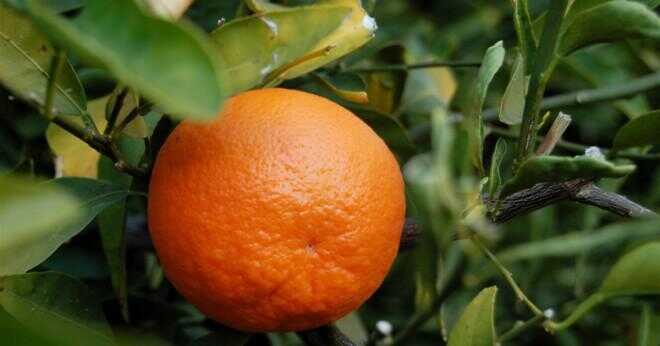 Varför ser en tangerine orange?