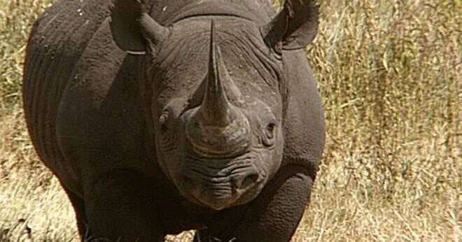 Hur lång är en svart noshörning gravid för?