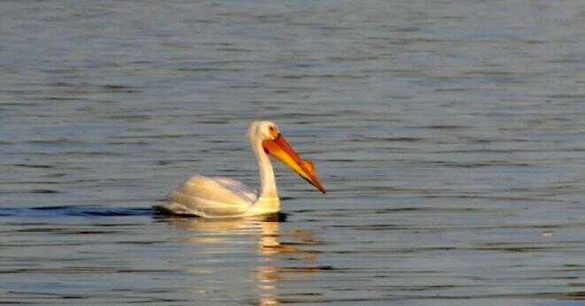 Vad är pelikaner släkte och art?