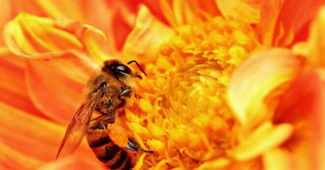 Vad händer med honungsbiet efter det svider någon?