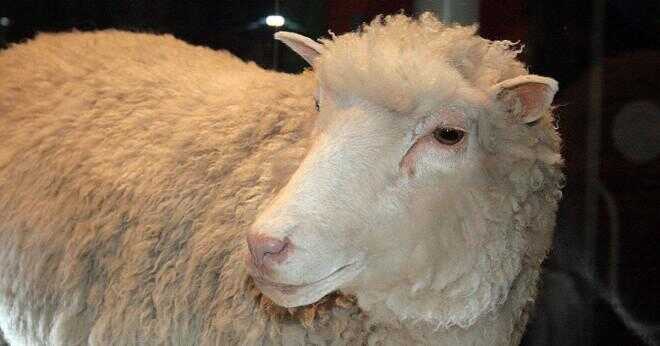 Vilken typ av feeder är ett får?