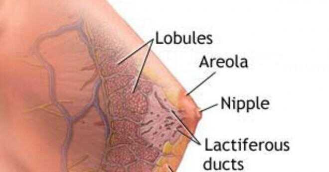 Hur vet du om lite knöliga områden på dina bröst är cancer?